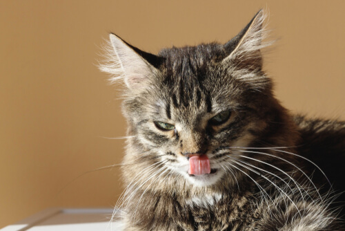 La lengua de los gatos y su aseo