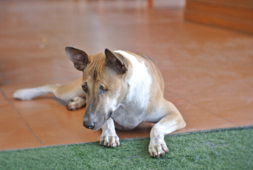 Lesiones en ojos de perros