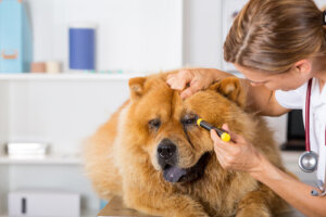 Lesiones oculares en perros: síntomas y tratamiento