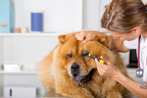 Lesiones oculares en perros