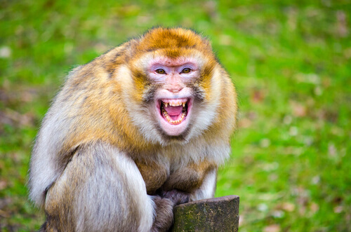 Macaco de Berbería