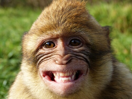Macaco de Gibraltar