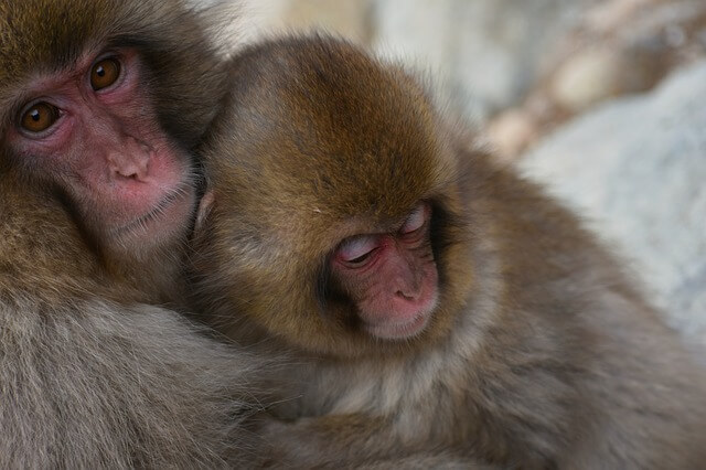 Macaco japonés: abrazos