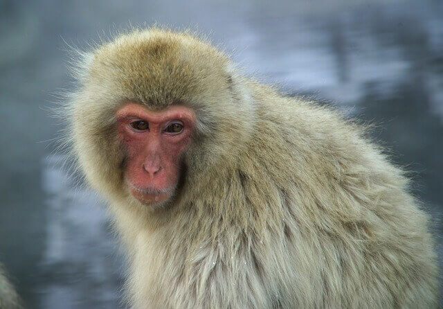 Macaco japonés: información y características