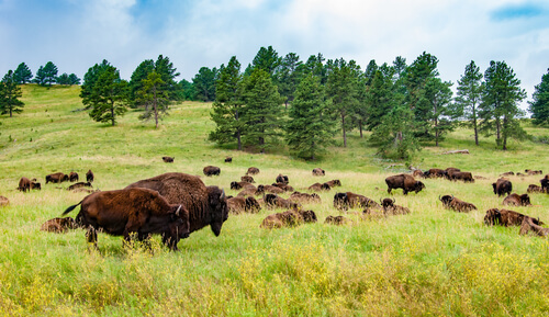 Manada de bisontes