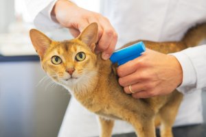 ¿Es obligatorio el microchip en gatos?