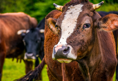 Moscas en vacas.