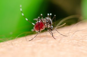 Animales hematófagos: en la sangre está la clave
