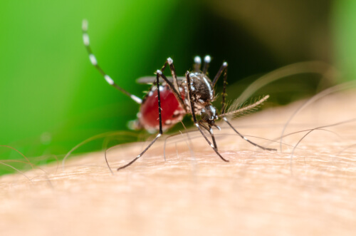 Mosquito zika