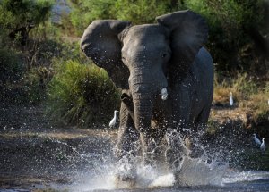 ¿Qué es el musth de los elefantes?