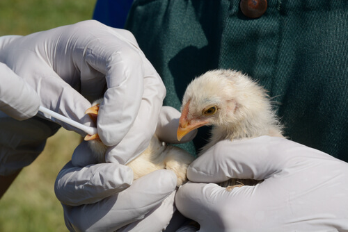 Nuevo brote de gripe aviar