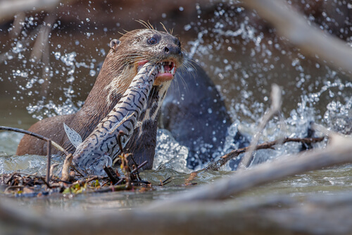 Nutria gigante: alimentación