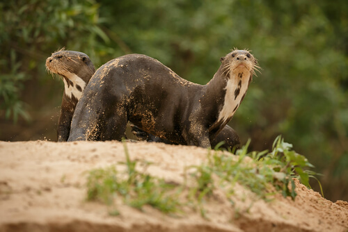 Nutria gigante: características