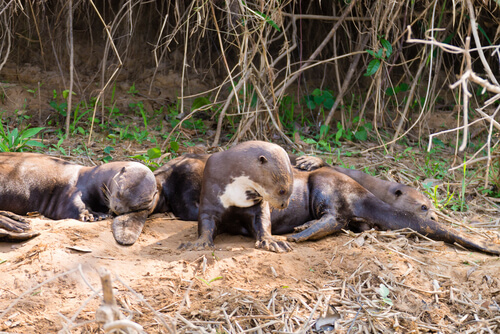 Nutria gigante: comportamiento