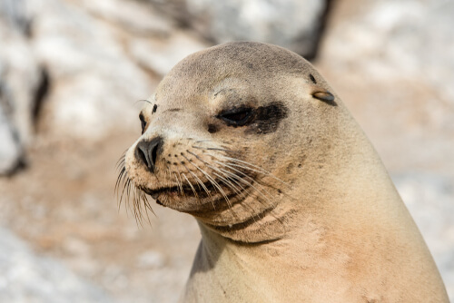 Otarios: alimentación