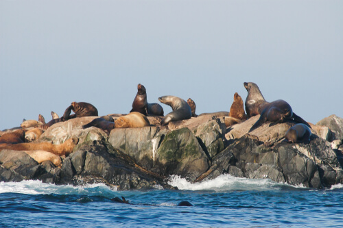 Otarios: distribución
