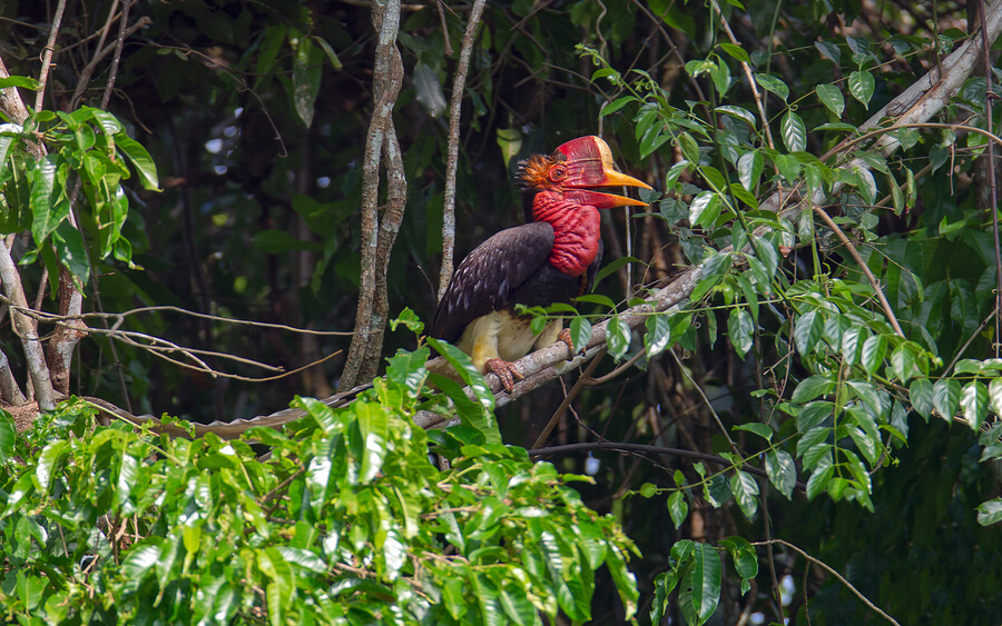 Pájaro cálao de yelmo