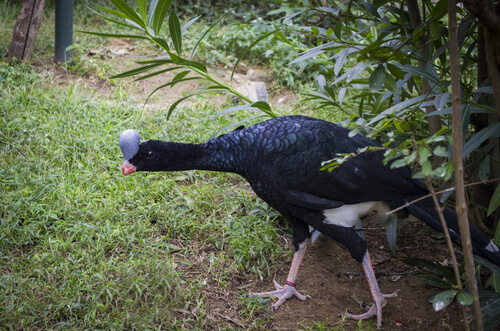 Paují copete de piedra: alimentación