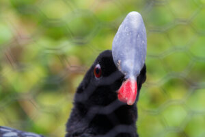 El paují copete de piedra en peligro de extinción
