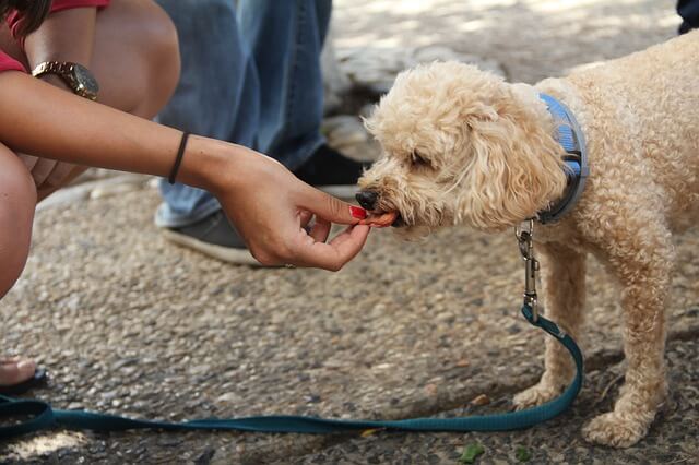 Dale un gusto a tu perro con estas recetas de hígado y romero
