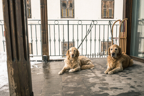 Perros en balcones