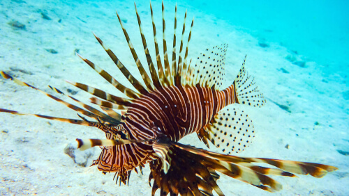 Pez león (Pterois antennata)