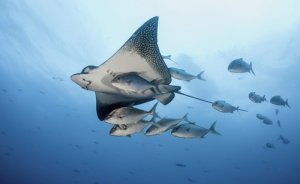 Una especie marina poco conocida: las rayas