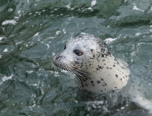Phoca vitulina