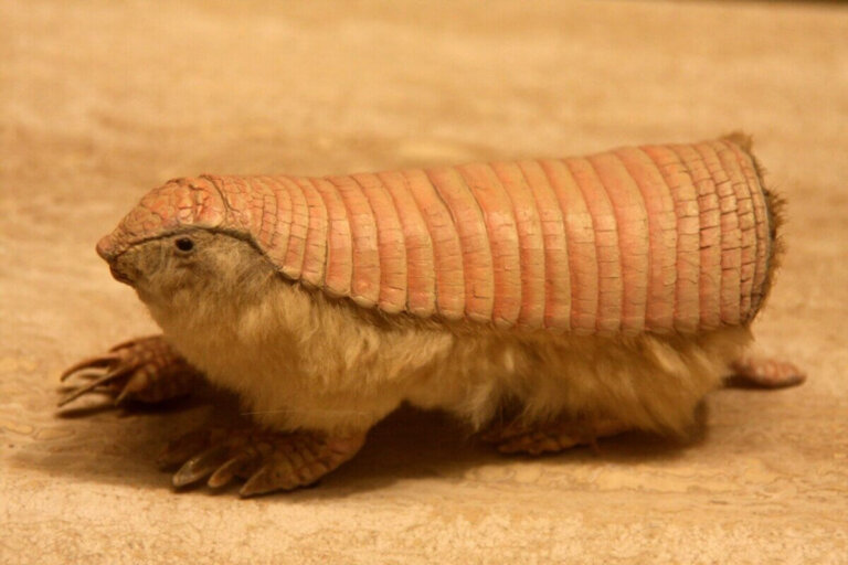 El pichiciego menor: todo sobre esta especie animal