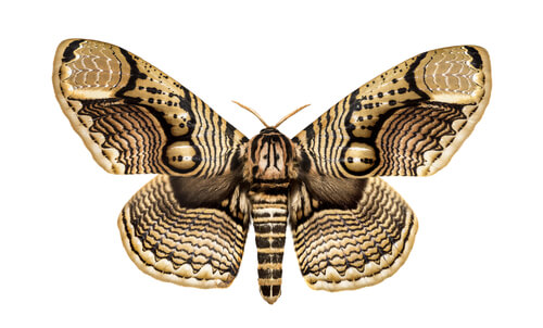 Polilla Brahmin (Brahmaeidae)