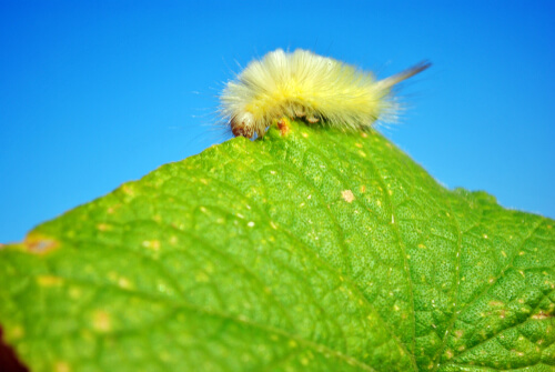 Polilla Lymantrid (Dasychira pudibunda)