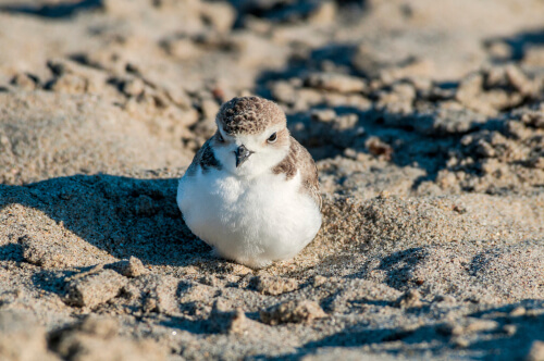 Pollito de mar