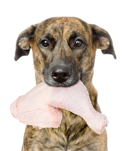 Pollo crudo perros