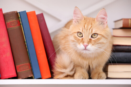 ¿Por qué los gatos han inspirado a escritores?