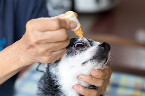 Problemas en ojos de los perros