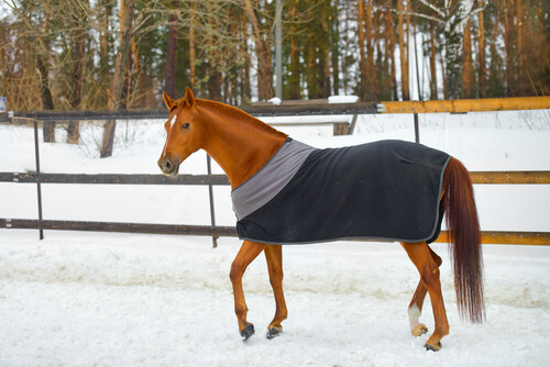 Protectores de frío para caballos