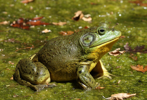 La rana toro, una especie invasora