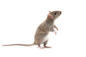Información sobre la rata marrón