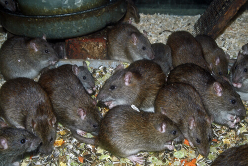 Rattus norvegicus
