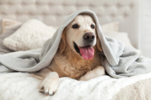 Razas de perros que mejor soportan el frío