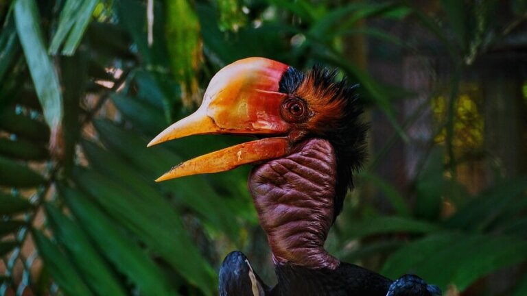El cálao de yelmo, un pájaro con un pico más caro que el marfil