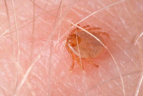 Rickettsia rickettsii: garrapata