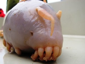 Curiosidades del cerdo de mar