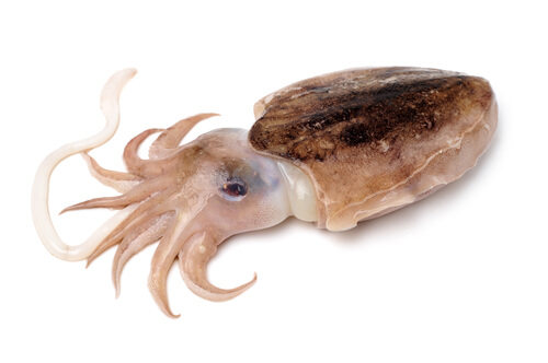 Curiosities about the cuttlefish.