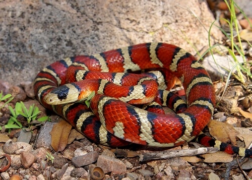 Serpiente coral falsa