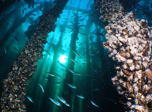 Técnicas de cría de mejillones