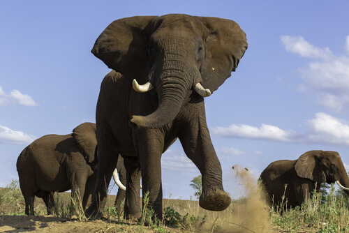 elefantes en cautividad