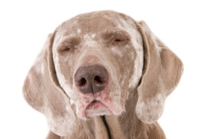 Vitíligo en perros: en qué consiste y cuáles son sus síntomas