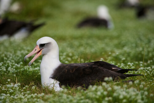 Hábitat del albatros de Laysan