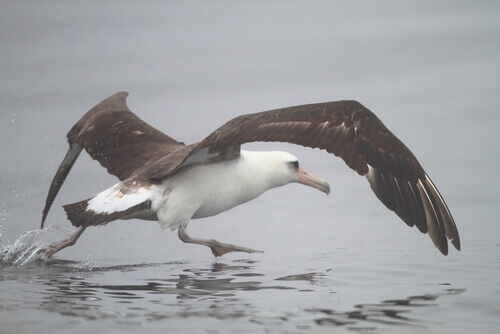 Albatros dorsioscuro norteño